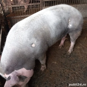 vand porc  - imagine 3