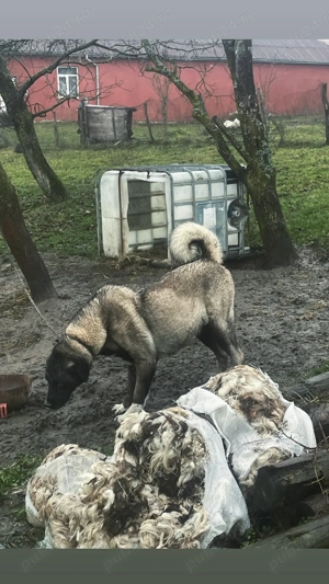 Femelă disponibilă  - imagine 4