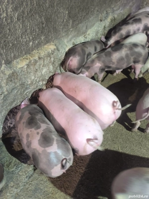 vând soldani rasa de calitate de carne 30-35 kg  - imagine 2