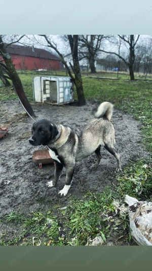 Femelă disponibilă  - imagine 3