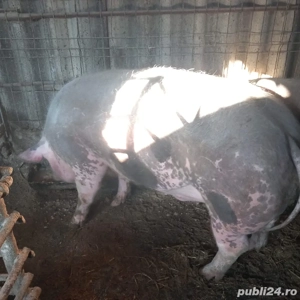 vand porc  - imagine 2