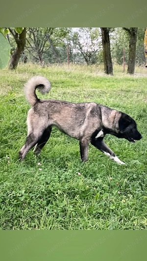 Femelă disponibilă  - imagine 5