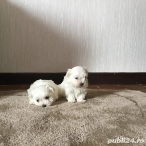 Bichon maltez - imagine 2