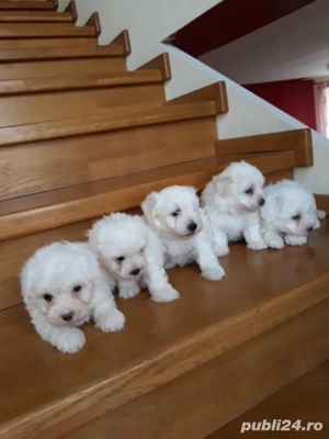 Bichon maltez