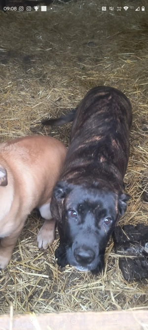 Vând cățelușa cane Corso  - imagine 2