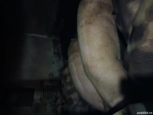 vand porci crescuti natural - imagine 4