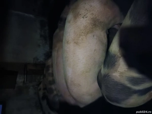 vand porci crescuti natural - imagine 5