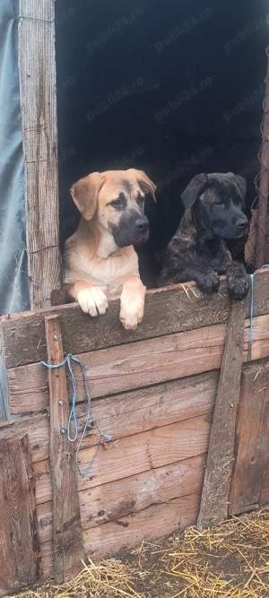 Vând cățelușa cane Corso  - imagine 4