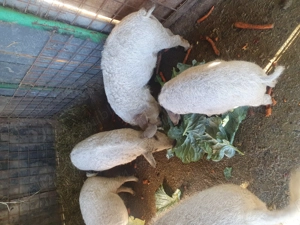 Vând p pereche de purcei mangalita cu mistreț  - imagine 3