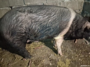 porc pentru sacrificat 