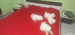 Vind pui Bichon Maltez 