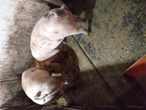 Porci pentru Craciun - imagine 3