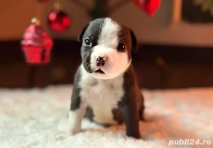 Mascul American Bully Pocket - imagine 5