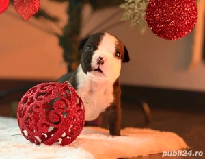 Mascul American Bully Pocket