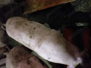 Porci pentru Craciun