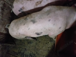 Porci pentru Craciun - imagine 2