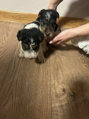 Pui Fox Terrier - imagine 2