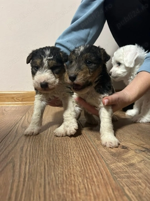 Pui Fox Terrier - imagine 3