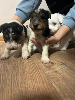 Pui Fox Terrier - imagine 5