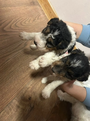 Pui Fox Terrier - imagine 4