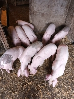 Purcei, aproape 3 luni - imagine 3