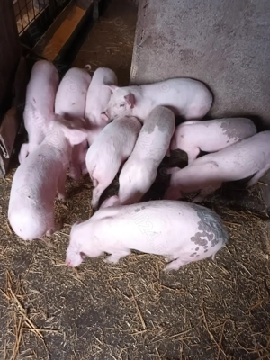 Purcei, aproape 3 luni - imagine 2