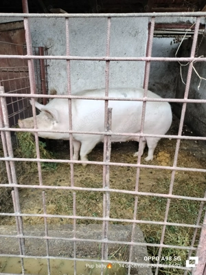 Scroafă tânără frumoasă 