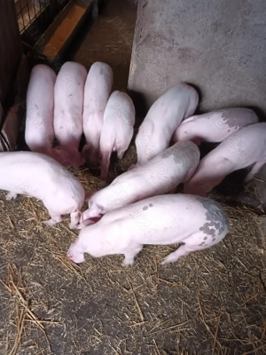 Purcei, aproape 3 luni - imagine 4