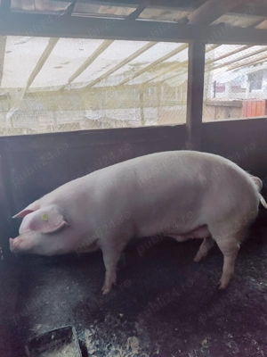 Vând porc pentru sacrificat  - imagine 2