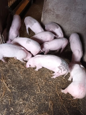 Purcei, aproape 3 luni