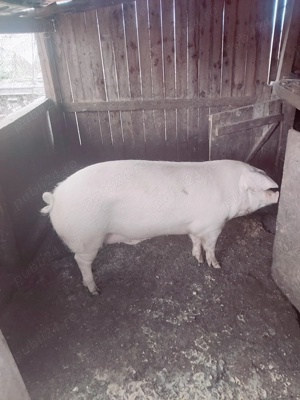 Vând porc pentru sacrificat 