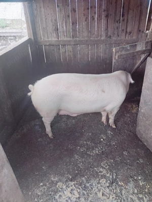 Vând porc pentru sacrificat  - imagine 4