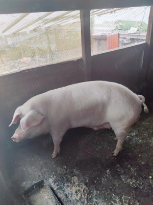 Vând porc pentru sacrificat  - imagine 3