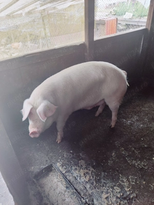 Vând porc pentru sacrificat  - imagine 5