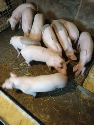 Purcei, aproape 3 luni - imagine 5