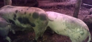 Vand porci - imagine 3