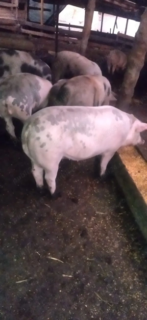 Vand porci - imagine 2