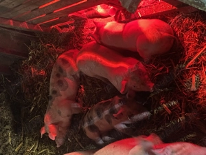 Vând purcei 20-30 de kg  - imagine 2