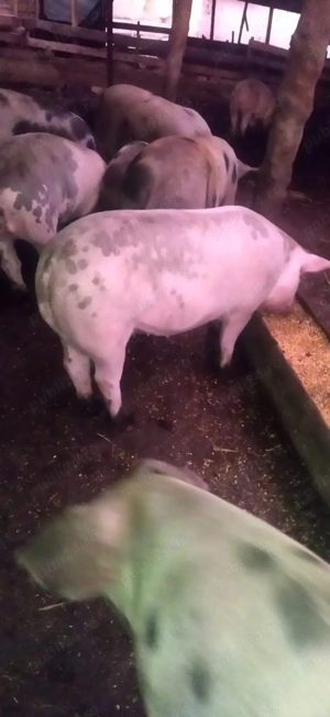 Vand porci - imagine 4