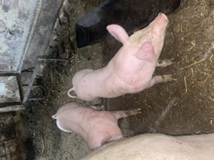 Vând purcei 20-30 de kg  - imagine 3