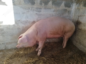 Vand porc marele alb