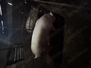 Porc rasa de carne undeva la 200kg