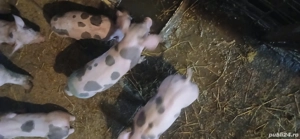 purcei pietrean  - imagine 4