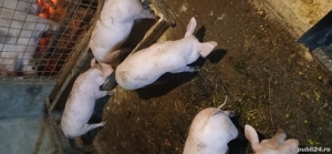 purcei pietrean  - imagine 2