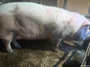 vand purcea  - imagine 5