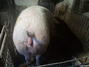 vand purcea  - imagine 4