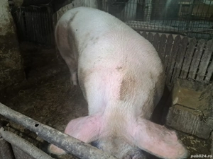 vand purcea  - imagine 2