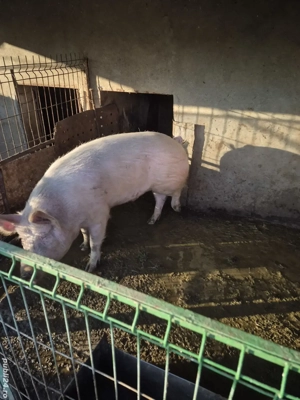 Vand porc 100 kg  - imagine 2