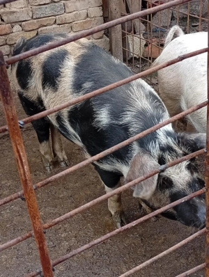 Vând porc  - imagine 3