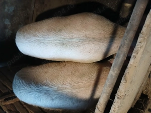 Vând un porc din doi la alegere  - imagine 2